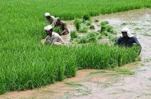 Pakistan makes groundbreaking achievement in agricultural development