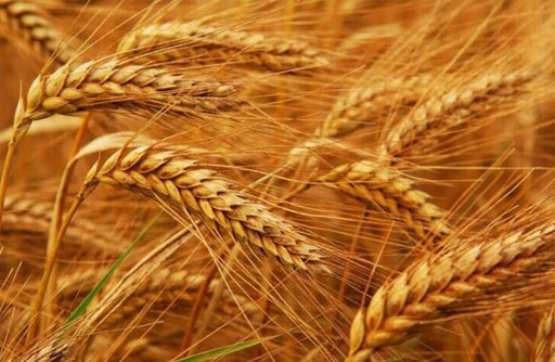 Govt Fixes Wheat Production Target at 33.58m Tons