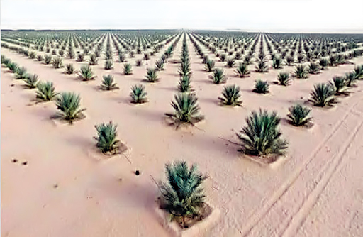 Punjab Govt launches first tree plantation project in Cholistan