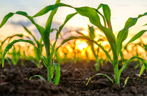 Barkat Frisian Agro Book Building Starts today 17 February