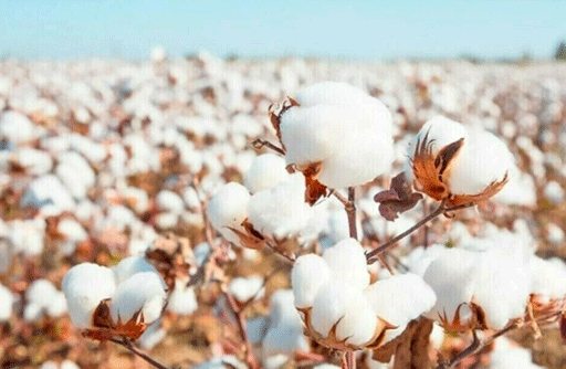 EPBD Endorses Early Cotton Sowing Strategy as Economic Game-Changer for Pakistan