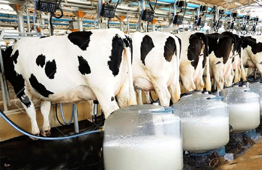 CAT Resumes Hearings, Dismisses Appeal of Dairy Farmer Association Karachi